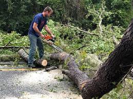 Reliable Sallisaw, OK Tree Services Solutions