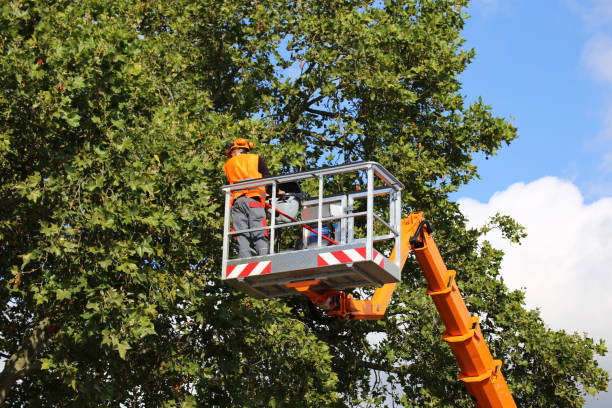 Leaf Removal in Sallisaw, OK